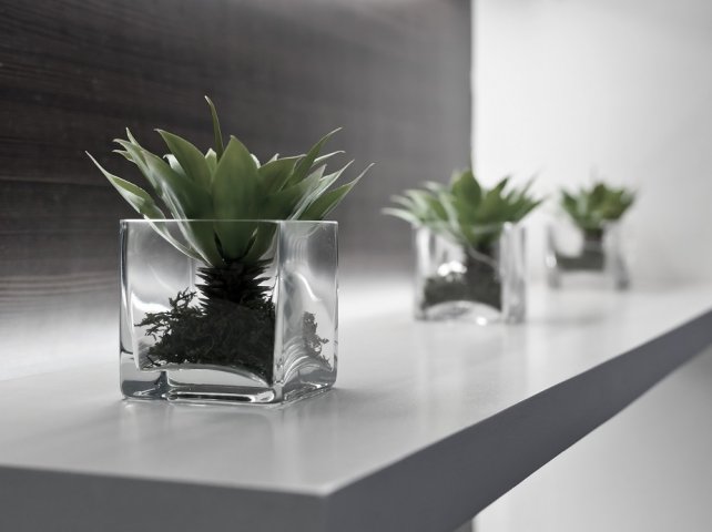 Plants Mental Health Issues - Mental Health Review Tribunal