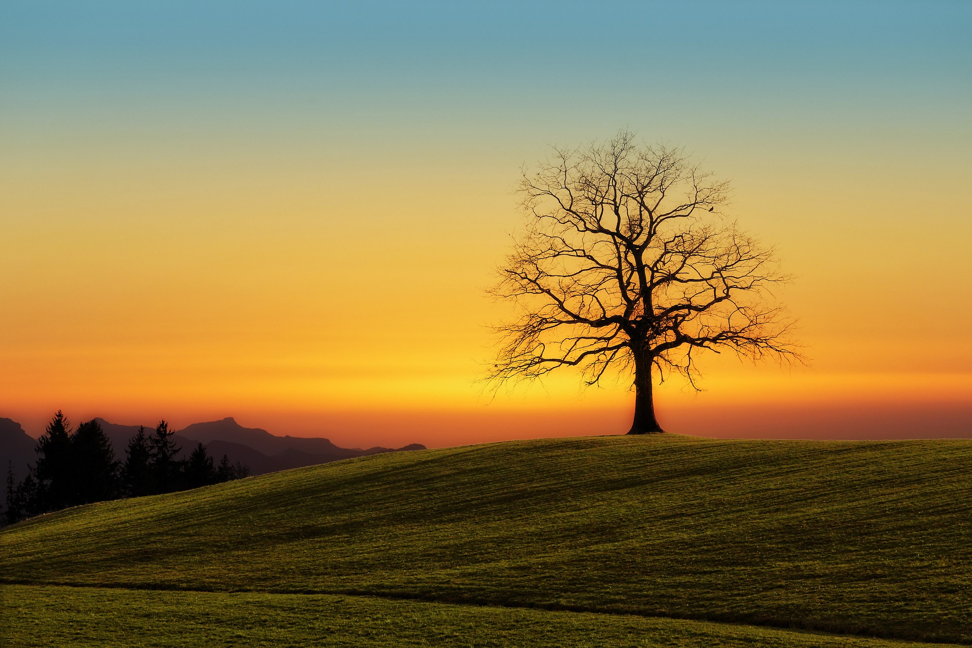 A solitary tree in a field at winter with the sun setting behind